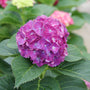 Wee Bit Grumpy bigleaf hydrangeas have large mophead blooms