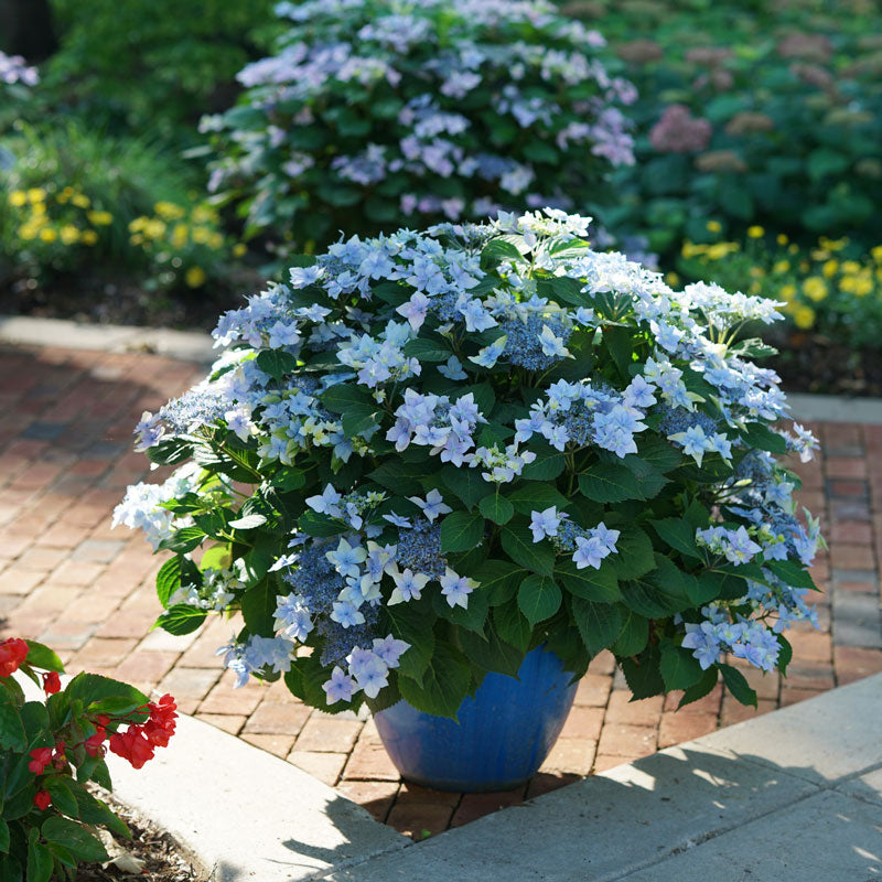 Tuff Stuff Ah-Ha Mountain Hydrangea is compact in size and grows well in containers!
