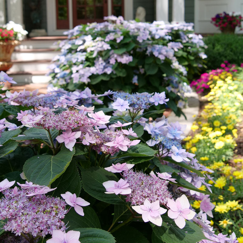 Tuff Stuff Ah-Ha Mountain Hydrangea is cold hardy, which guarantees flowers after every cold winter!