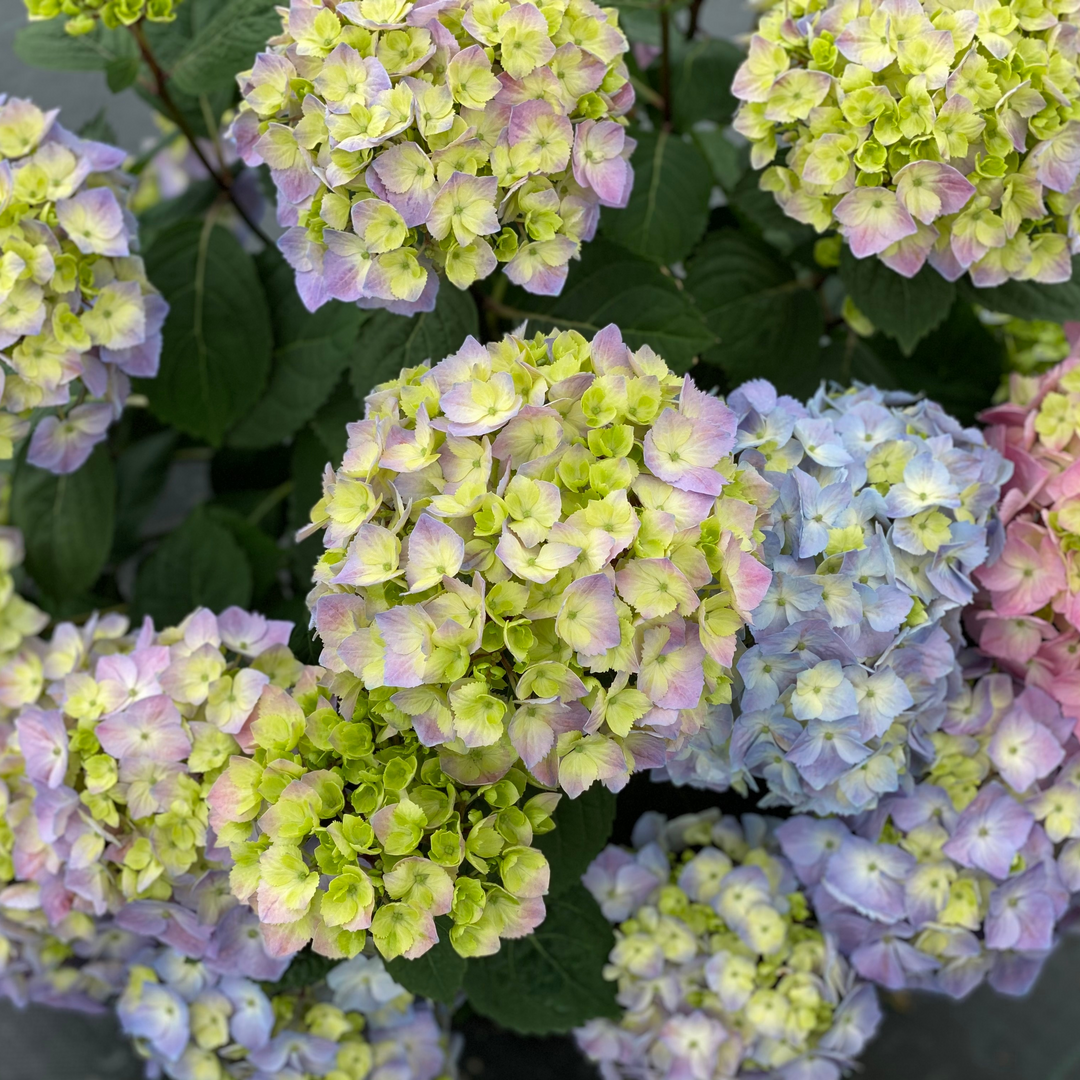Let's Dance Sky View® Bigleaf Hydrangea | Proven Winners – Great