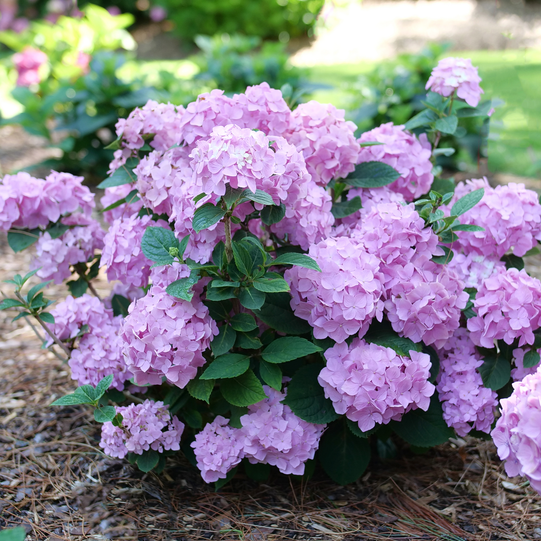Let's Dance Sky View® Bigleaf Hydrangea | Proven Winners – Great