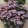 Tiny Tuff Stuff Mountain Hydrangea is a reblooming hydrangea