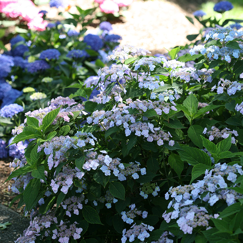 Tiny Tuff Stuff Mountain Hydrangea is ideal for small spaces