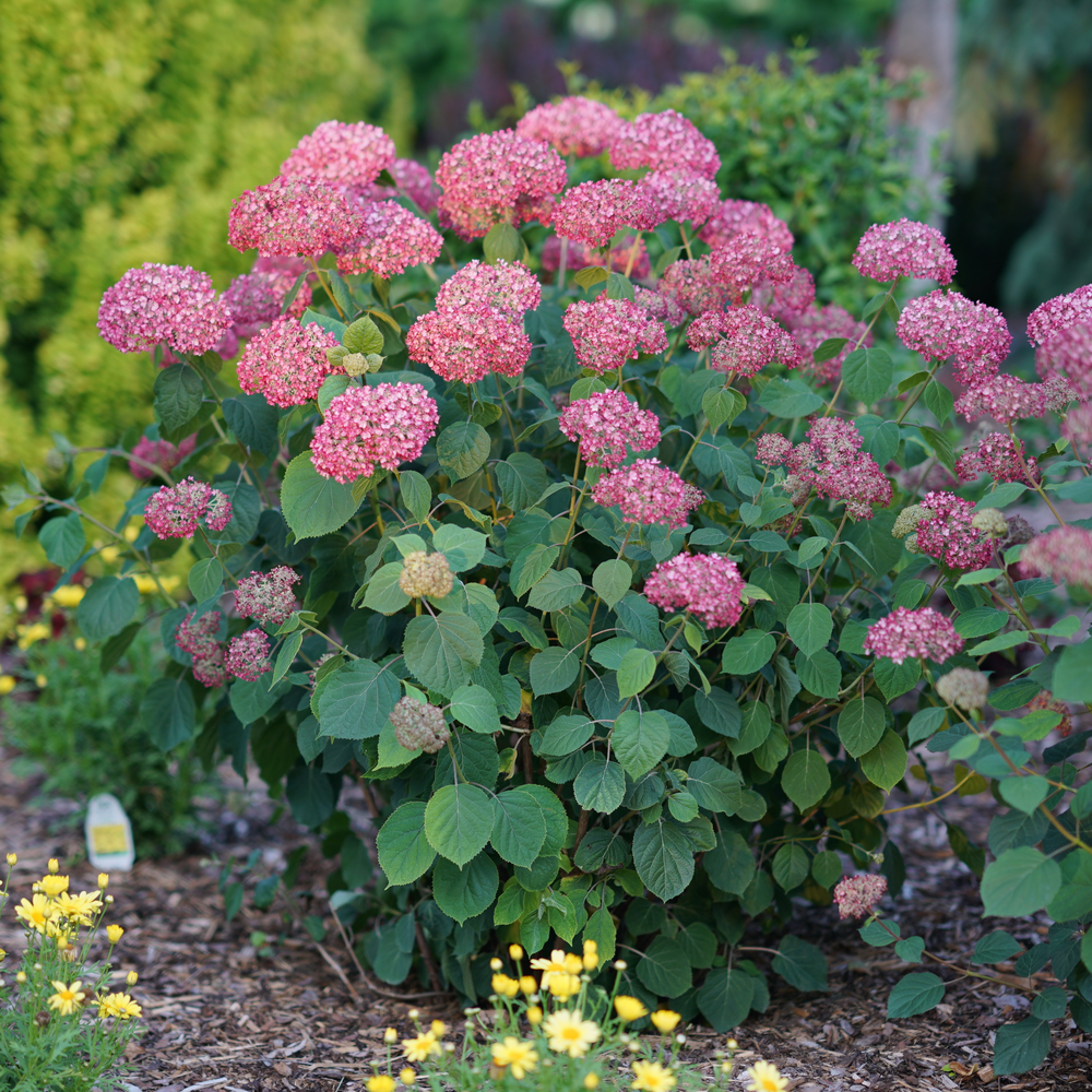 Hydrangea Invincibelle Spirit II in full bloom in garden.
