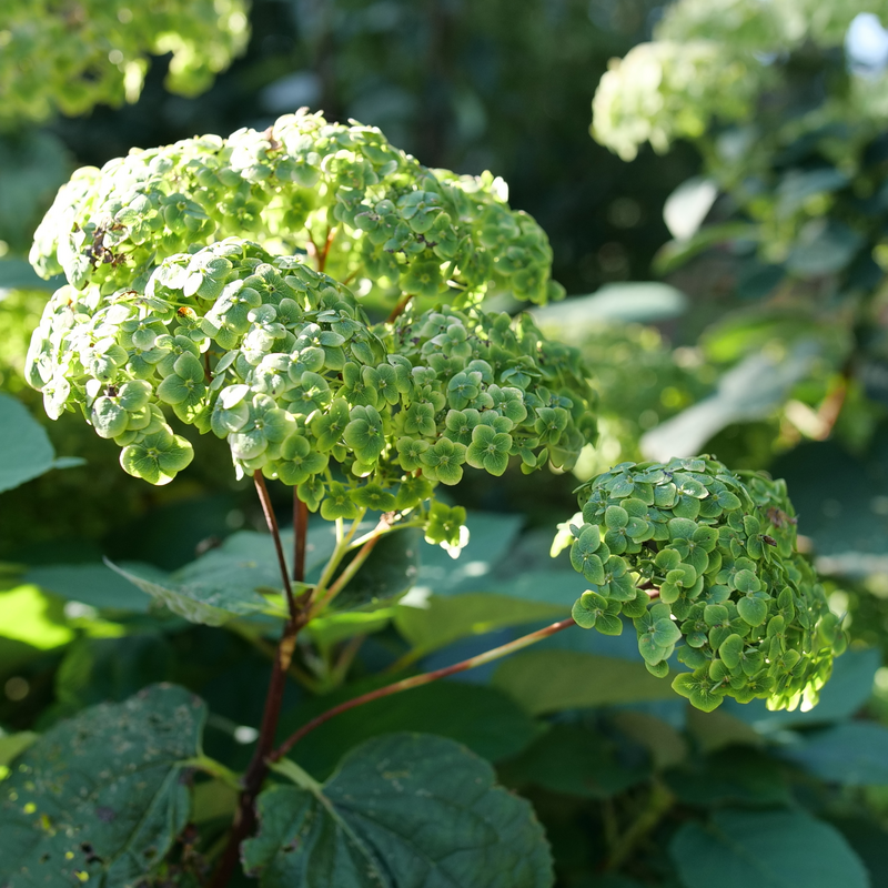 Une fleur d'hortensia Invincibelle Sublime baignée de soleil. 