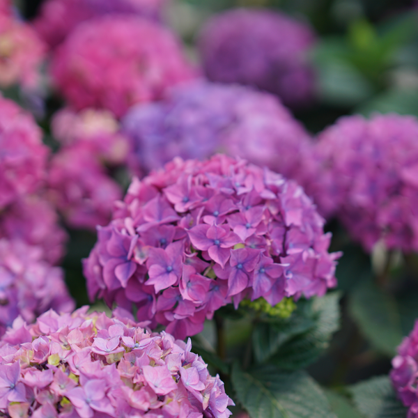 Hydrangea ハイドランジア ベルベリス Hydrangea Macrophylla Weidlers Blue – Hydrangeas Plus