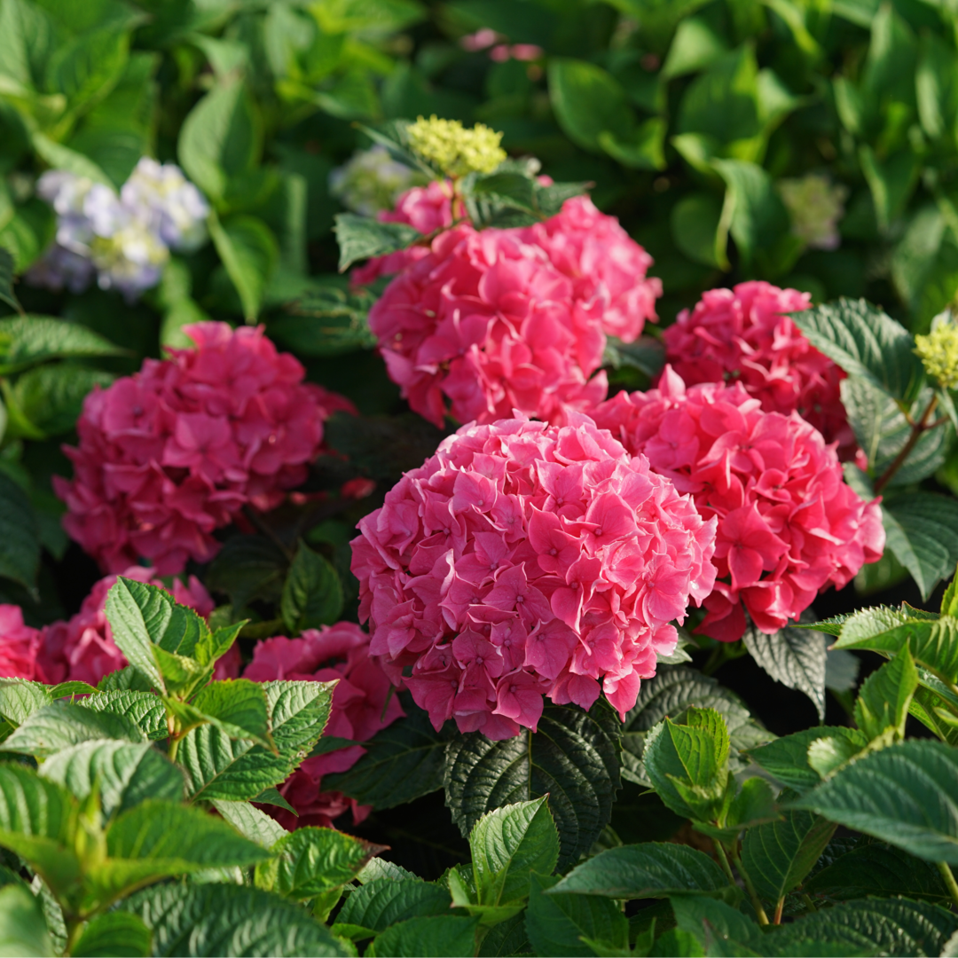 L'hortensia à grandes feuilles Let's Dance Lovable™ possède des fleurs rose vif et un feuillage brillant.