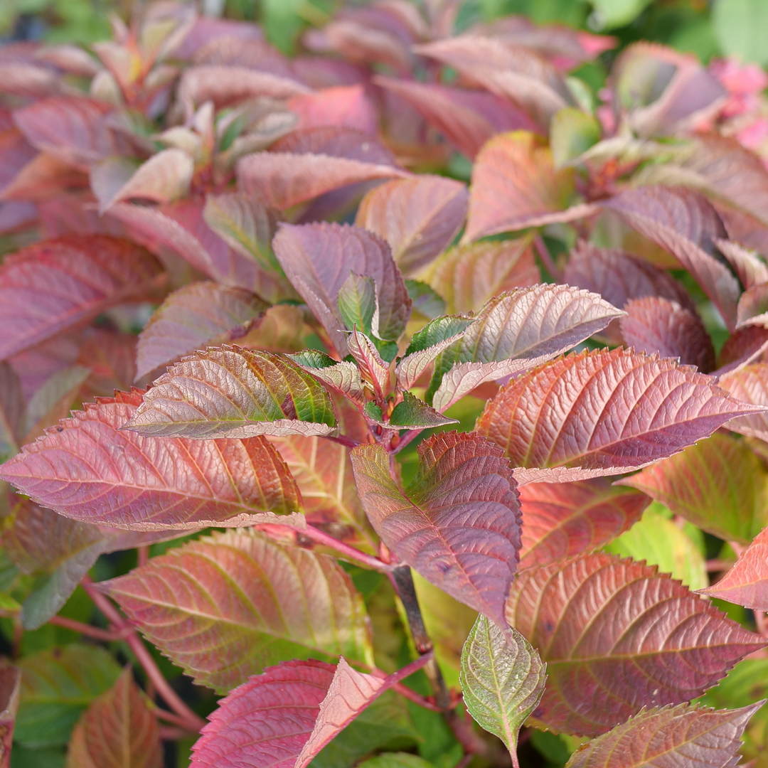 Proven Winners Let's Dance Lovable Bigleaf Hydrangea - Thumbnail 5