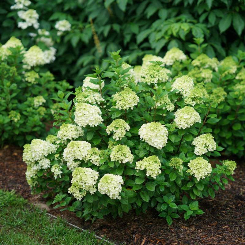 Little Lime Punch® Panicle Hydrangea has bright white flowers in summer
