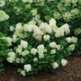 Little Lime Punch® Panicle Hydrangea is compact, making it easy to plant in front of other shrubs.