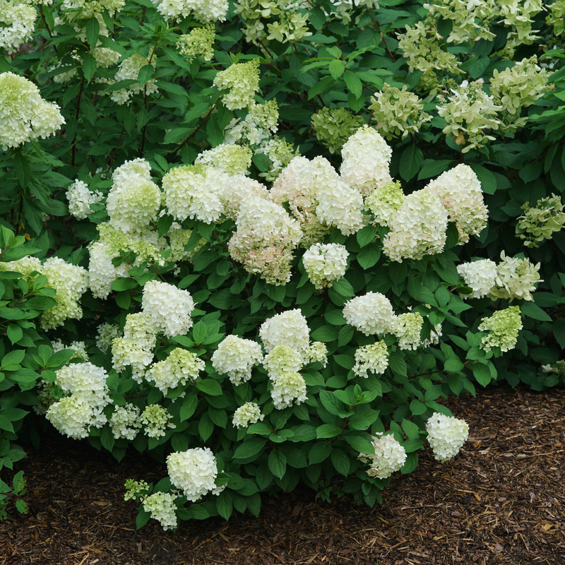Little Lime Punch® Panicle Hydrangea is compact, making it easy to plant in front of other shrubs.