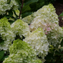 Little Lime Punch® Panicle Hydrangea has massive flowers on a compact habit