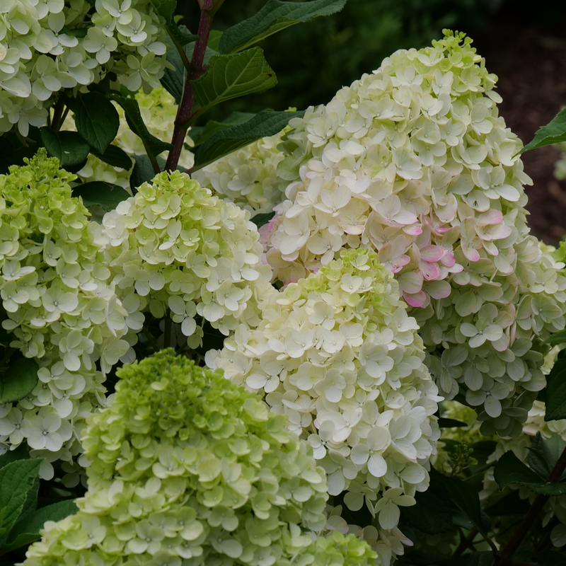Little Lime Punch® Panicle Hydrangea has massive flowers on a compact habit