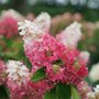 Gros plan sur une fleur d'hortensia Pinky Winky Prime, dans des tons de rose.