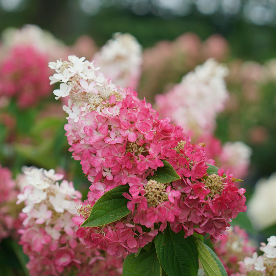 Gros plan sur une fleur d'hortensia Pinky Winky Prime, dans des tons de rose.