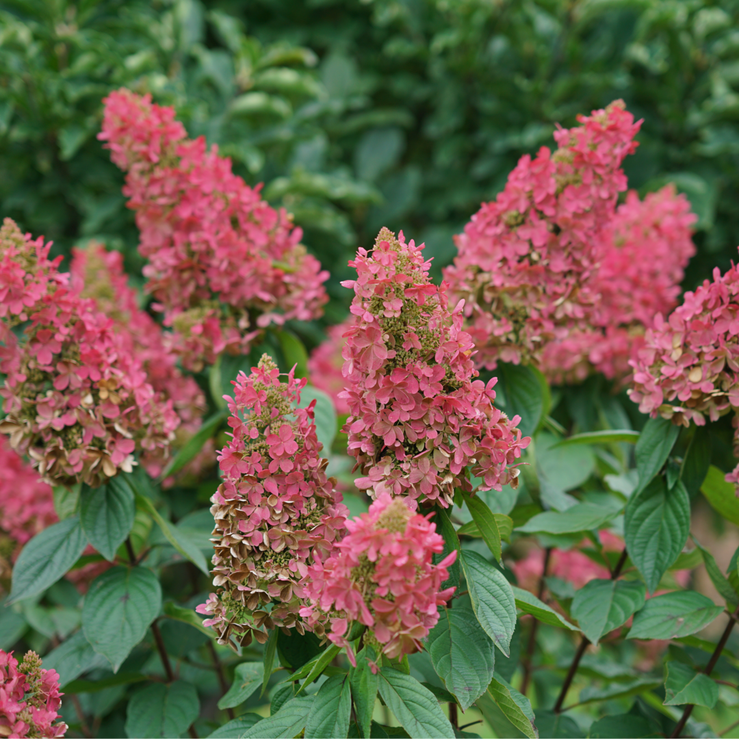 Hortensia Pinky Winky Prime, fleurs de couleur rose.