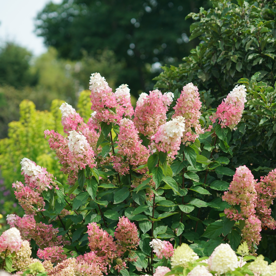 L'hortensia Pinky Winky Prime fleurit dans des tons de rose et de crème.