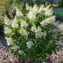L'hortensia Pinky Winky Prime commence par des fleurs blanches.