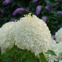 Puffer Fish® Panicle Hydrangea has beautiful fluffy blooms.