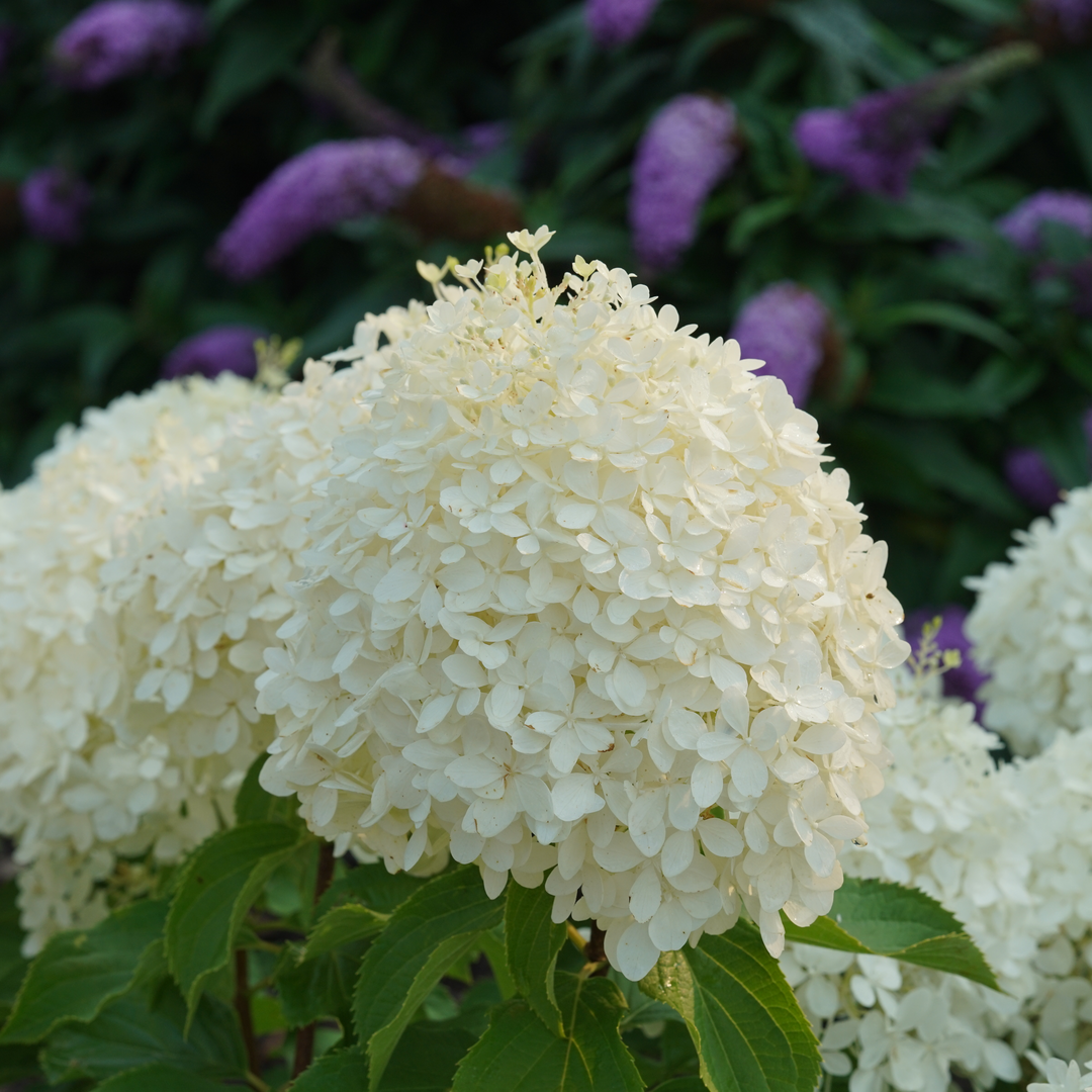 Puffer Fish® Panicle Hydrangea has beautiful fluffy blooms.