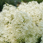 Puffer Fish® Panicle Hydrangea  has gigantic blooms that turn lime green in fall.