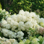 Puffer Fish® Panicle Hydrangea has sturdy stems to keep their fluffy blooms upright.