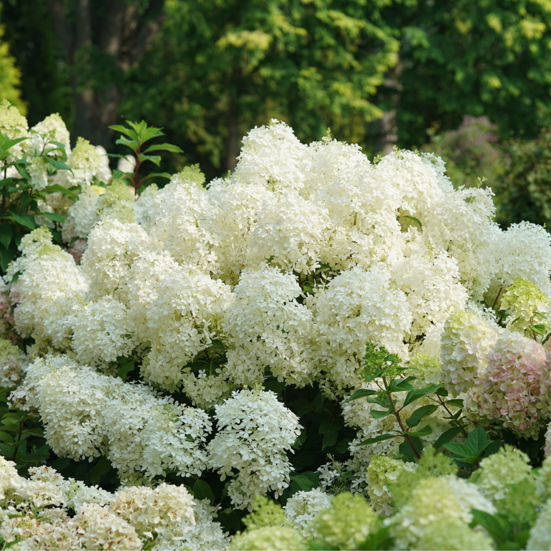 Puffer Fish® Panicle Hydrangea has sturdy stems to keep their fluffy blooms upright.