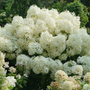 Puffer Fish® Panicle Hydrangea fluffy blooms are perfect for cut flower arrangements.