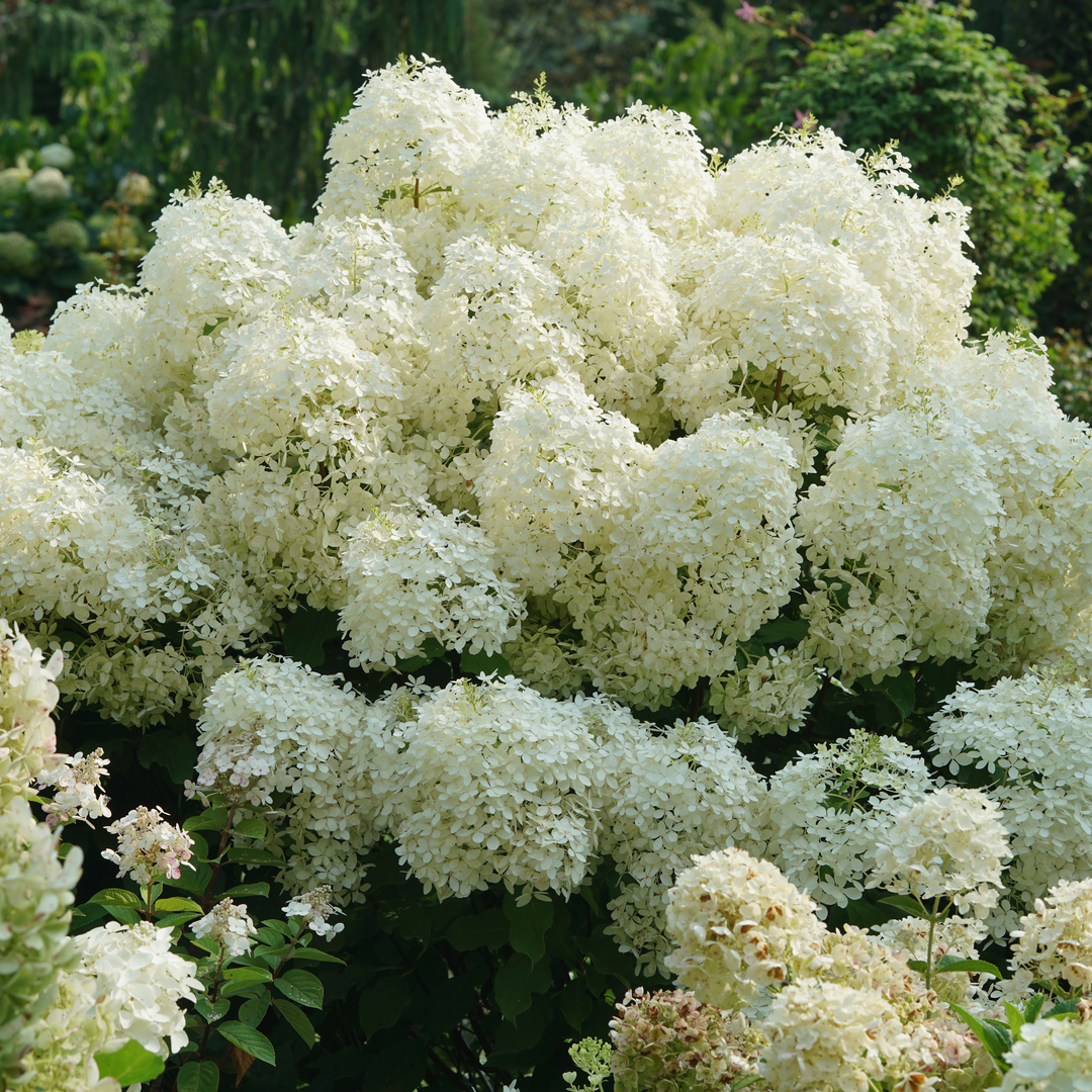 Puffer Fish® Panicle Hydrangea fluffy blooms are perfect for cut flower arrangements.