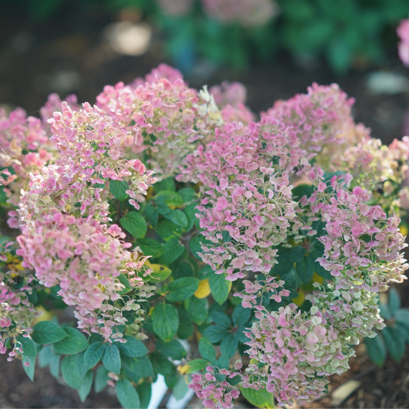 Tiny Quick Fire Panicle Hydrangea is easy to grow, even for beginners.