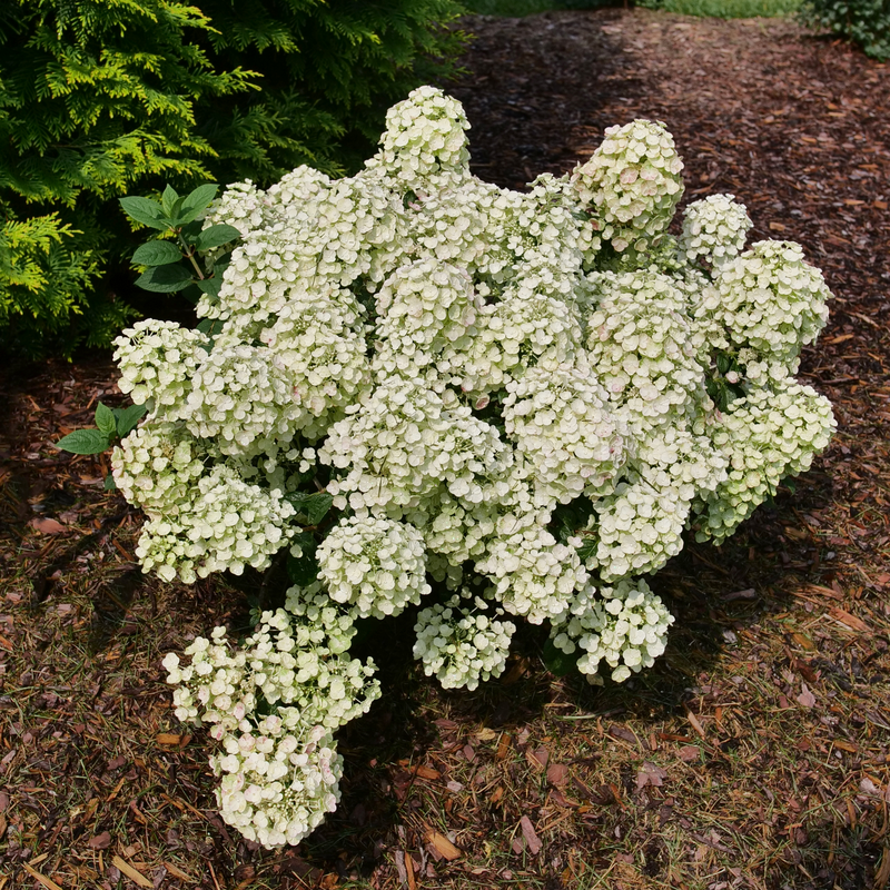 Tiny Quick Fire Panicle Hydrangea is the smallest panicle hydrangea on the market.