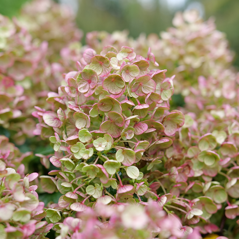 Tiny Quick Fire Panicle Hydrangea turns pink and red as the seasons change.