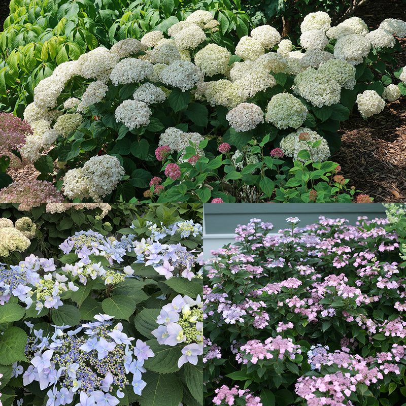 Tuff Stuff Ah-Ha hydrangea, Tiny Tuff Stuff hydrangea, and Invincibelle Wee White hydrangea