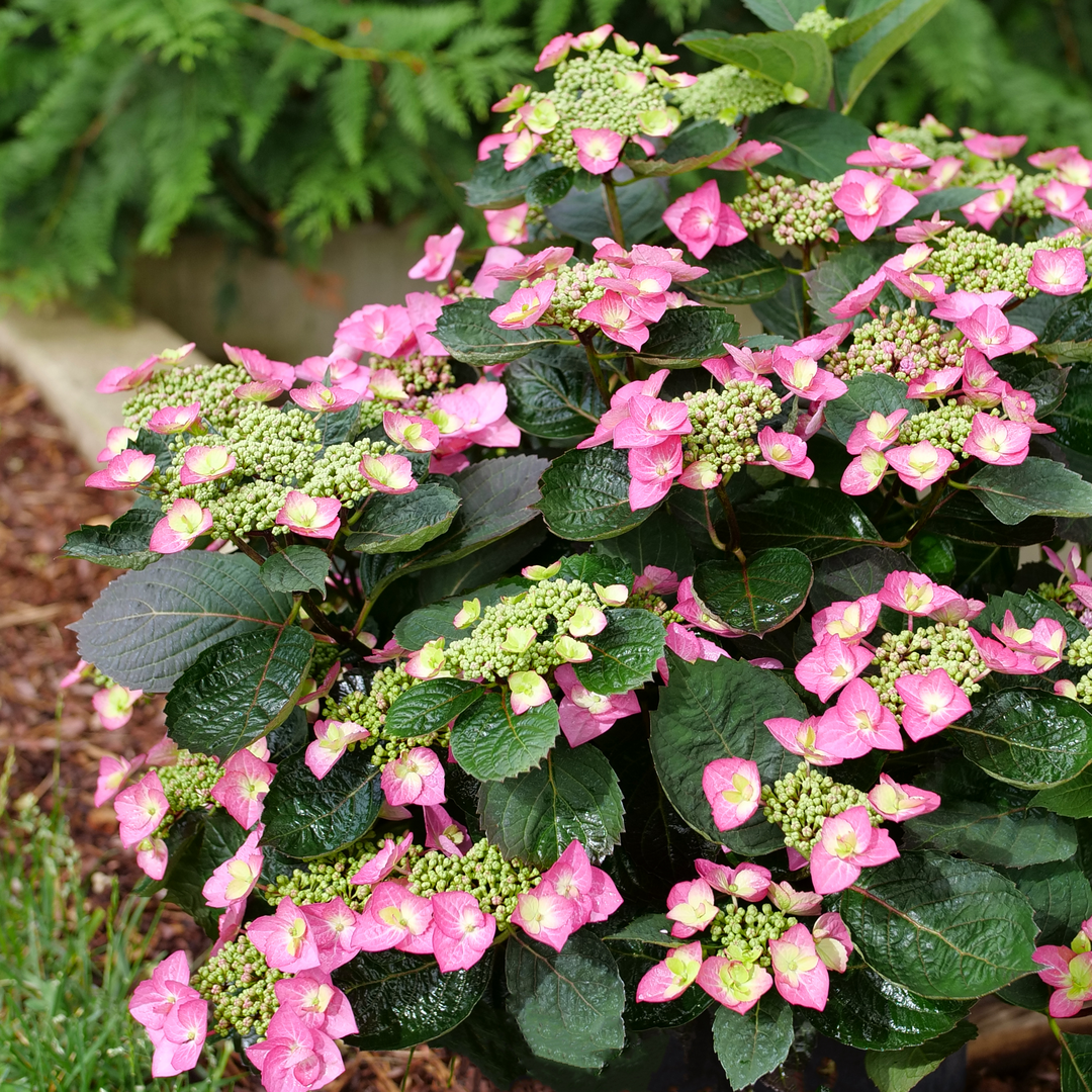 Tuff Stuff Top Fu Mountain Hydrangea has vibrant lacecap flowers.