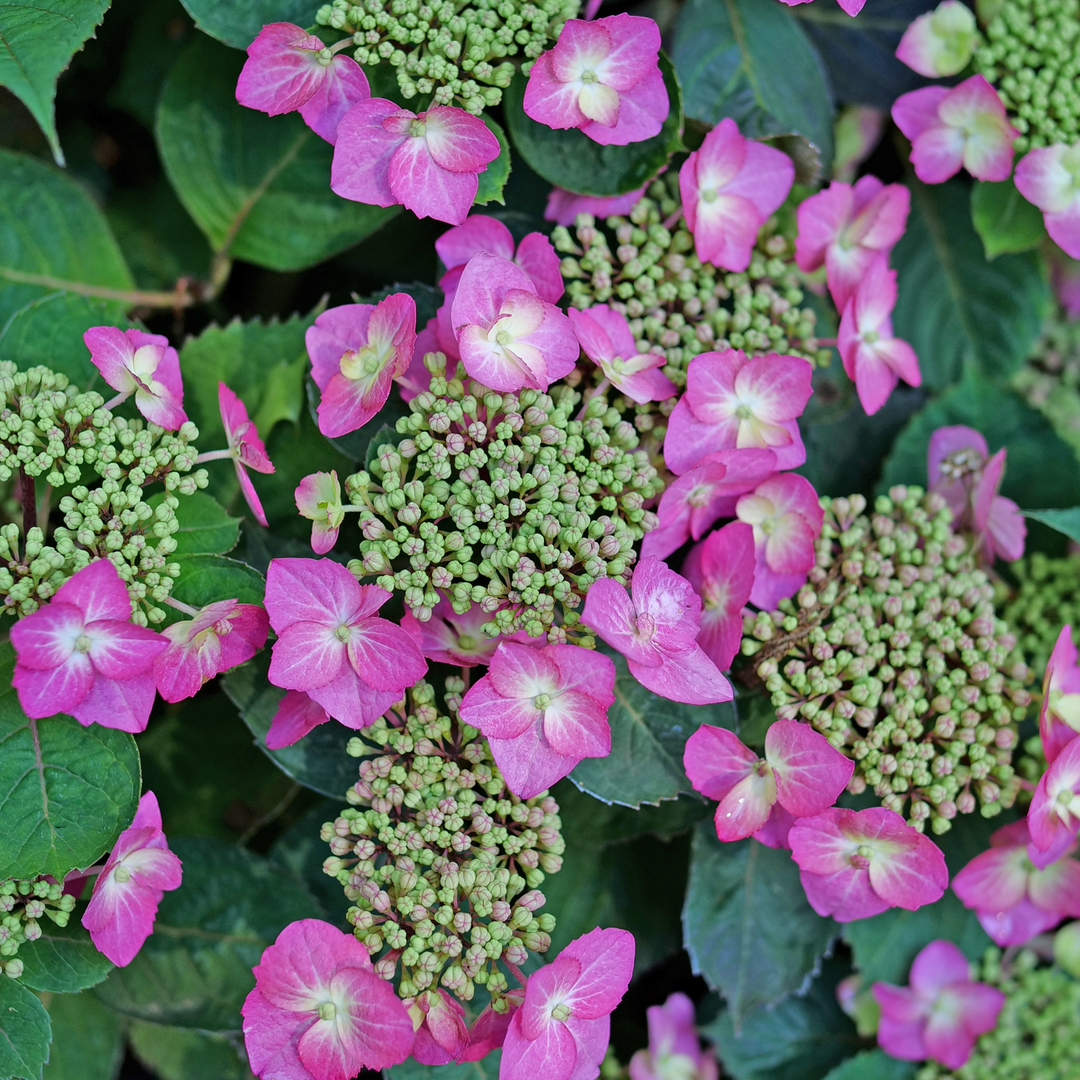 Tuff Stuff Top Fun Mountain Hydrangea flowers range from hot pink to rich purple.