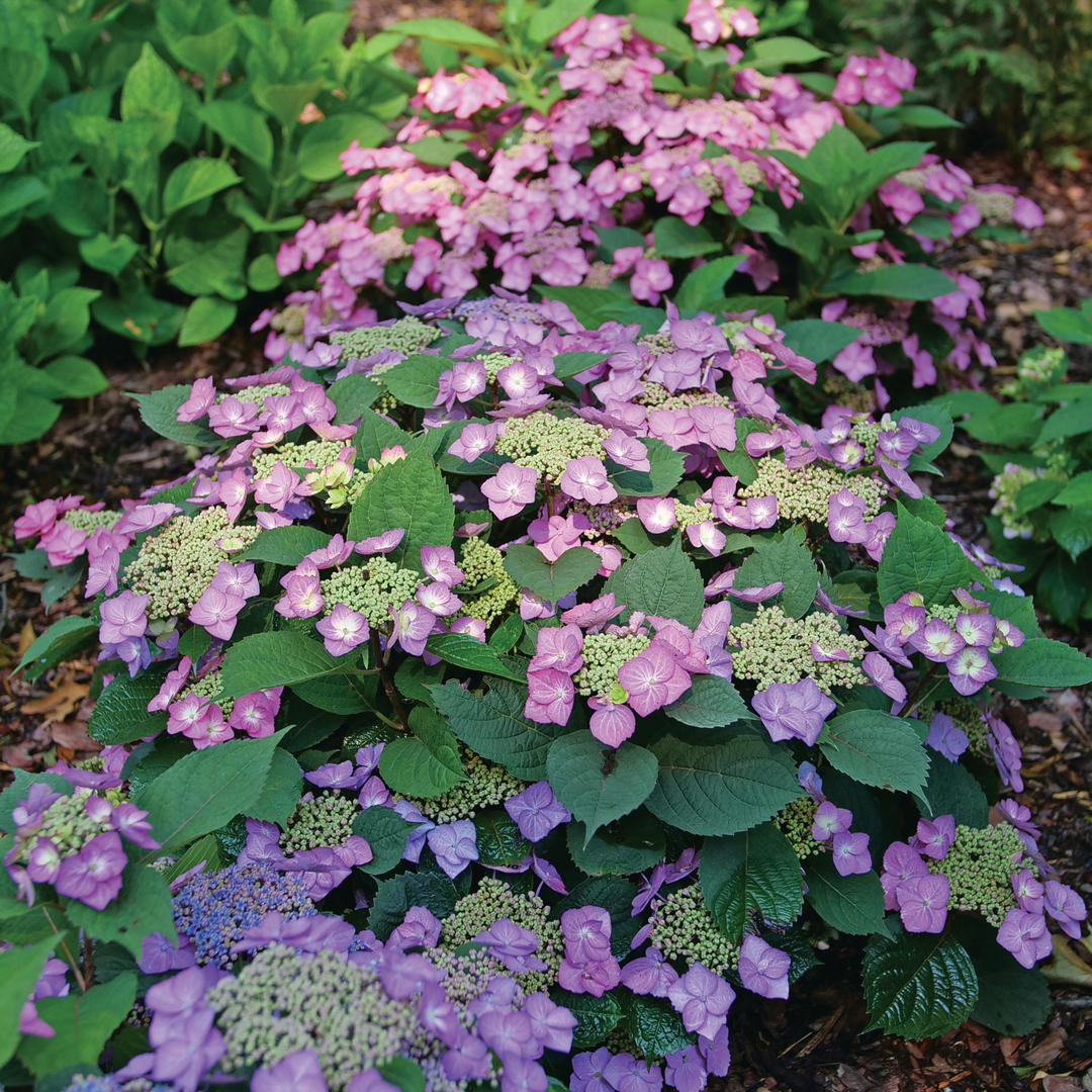 Tuff Stuff Top Fun Mountain Hydrangea is low maintenance.