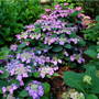 Tuff Stuff Top Fun Mountain Hydrangea is low growing with vibrant lacecap flowers ranging from pink to purple  in color.