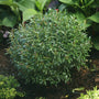 Gem Box Inkberry Holly with a lush dense habit in a landscape. 