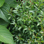 Gem Box Inkberry Holly with lush green foliage. 