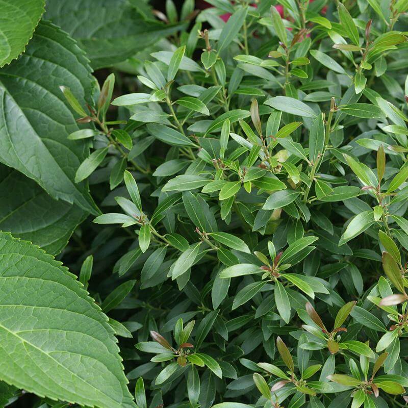 Gem Box Inkberry Holly with lush green foliage. 