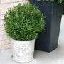 Gem Box Inkberry Holly with a rounded shape in a decorative container. 