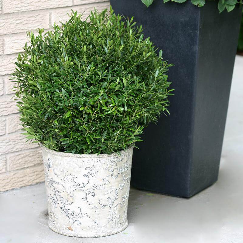 Gem Box Inkberry Holly with a rounded shape in a decorative container. 