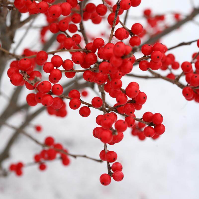 Close-up of Berry Poppins Winterberry Holly's berry-laden branches. 