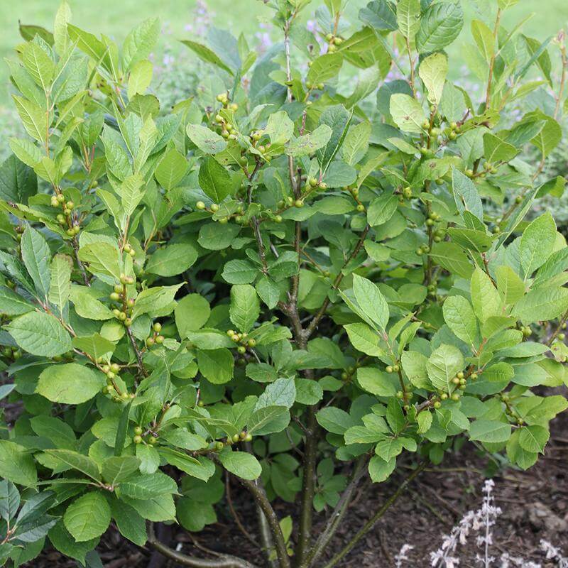 Proven Winners Winterberry Holly - Thumbnail 3