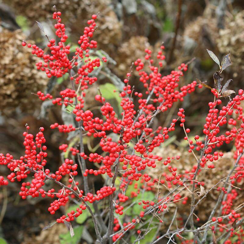Proven Winners Winterberry Holly