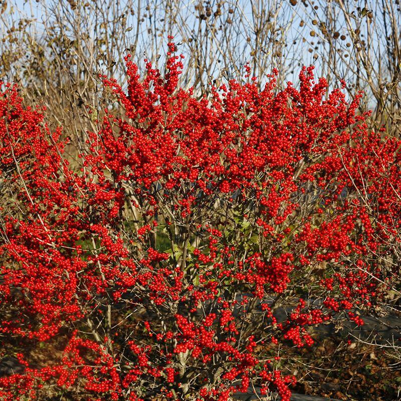 Berry Poppins Winterberry Holly with branches packed with bright red berries. 