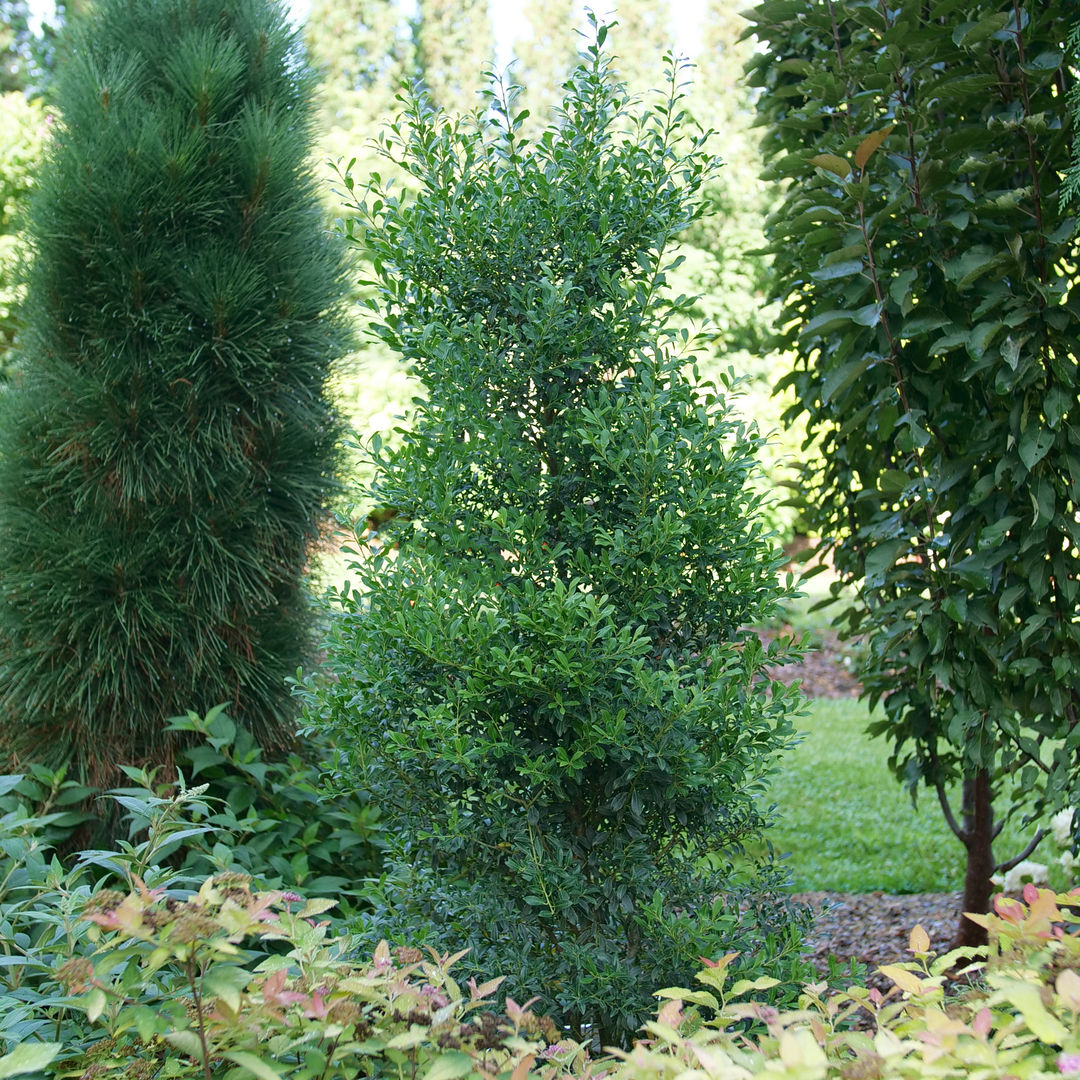 Squeeze Box Inkberry Holly is a native evergreen that looks like boxwood.