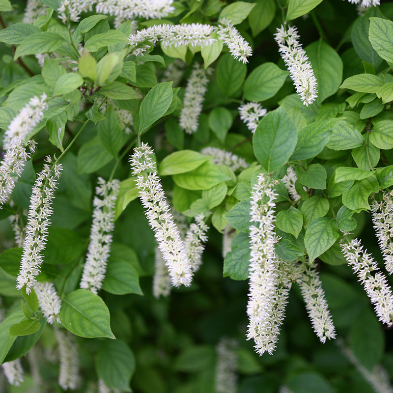 Little Henry® Sweetspire has fragrant white flowers and attracts pollinators.