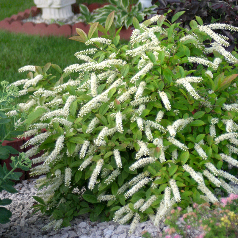 Little Henry® Sweetspire has glossy, leathery foliage all season, and elegant white flower spikes in early summer.
