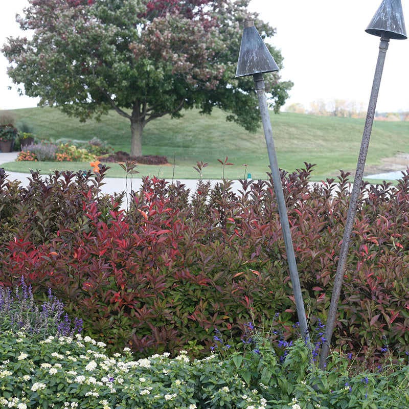 Little Henry® Sweetspire has foliage in autumn turns a dazzling array of red and burgundy.
